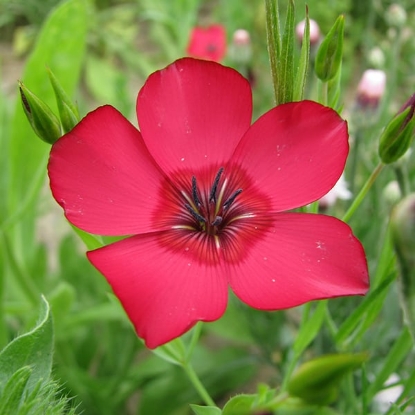 Picture of Linum - Rubrum